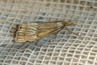 Chrysocrambus linetella