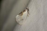 Cilix glaucata