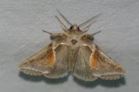 Habrosyne pyritoides