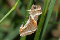 Habrosyne pyritoides