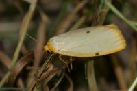 Cybosia mesomella