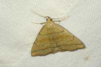 Herminia tarsicrinalis