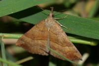 Hypena proboscidalis