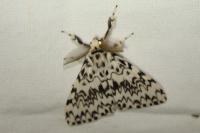 Lymantria monacha