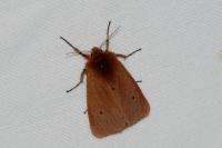 Phragmatobia fuliginosa