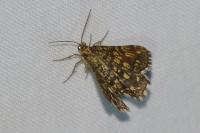 Chiasmia clathrata