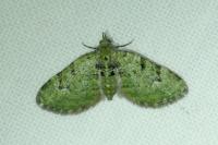 Chloroclystis v-ata