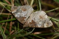 Dysstroma truncata