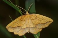 Epione repandaria