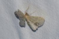 Idaea dimidiata