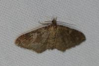 Nycterosea obstipata