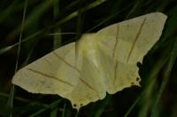 Ourapteryx sambucaria