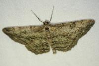Peribatodes rhomboidaria