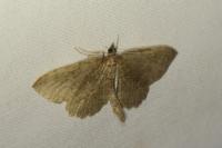 Philereme vetulata
