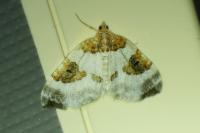 Plemyria rubiginata