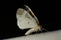 Plemyria rubiginata