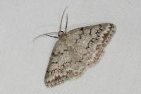 Pseudoterpna coronillaria