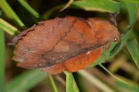 Gastropacha quercifolia