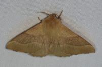 Malacosoma neustria