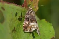 Deltote pygarga