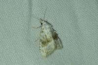 Meganola albula