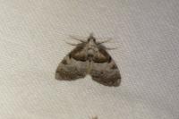 Nola cucullatella