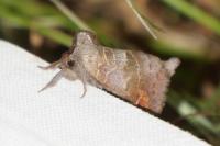 Clostera pigra