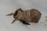 Clostera pigra
