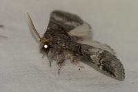 Drymonia querna