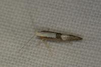 Argyresthia spinosella