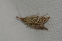 Chrysocrambus linetella
