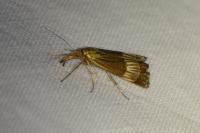Chrysocrambus linetella