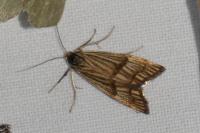Chrysocrambus linetella