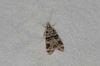 Eudonia delunella