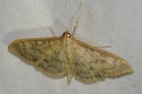 Patania ruralis