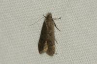 Anacampsis
