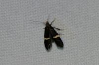 Aproaerema