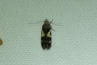 Teleiodes luculella