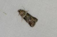 Acrobasis consociella