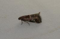 Acrobasis marmorea