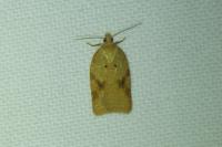 Acleris