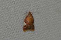 Acleris holmiana