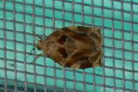 Archips xylosteana