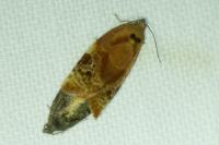 Ditula angustiorana