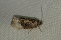 Hedya nubiferana