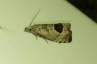 Notocelia uddmanniana