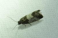 Spilonota ocellana