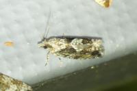 Zeiraphera isertana