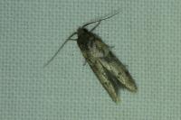 Blastobasis