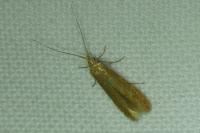 Coleophora